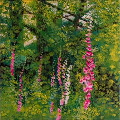Foxgloves, Balquhidder
